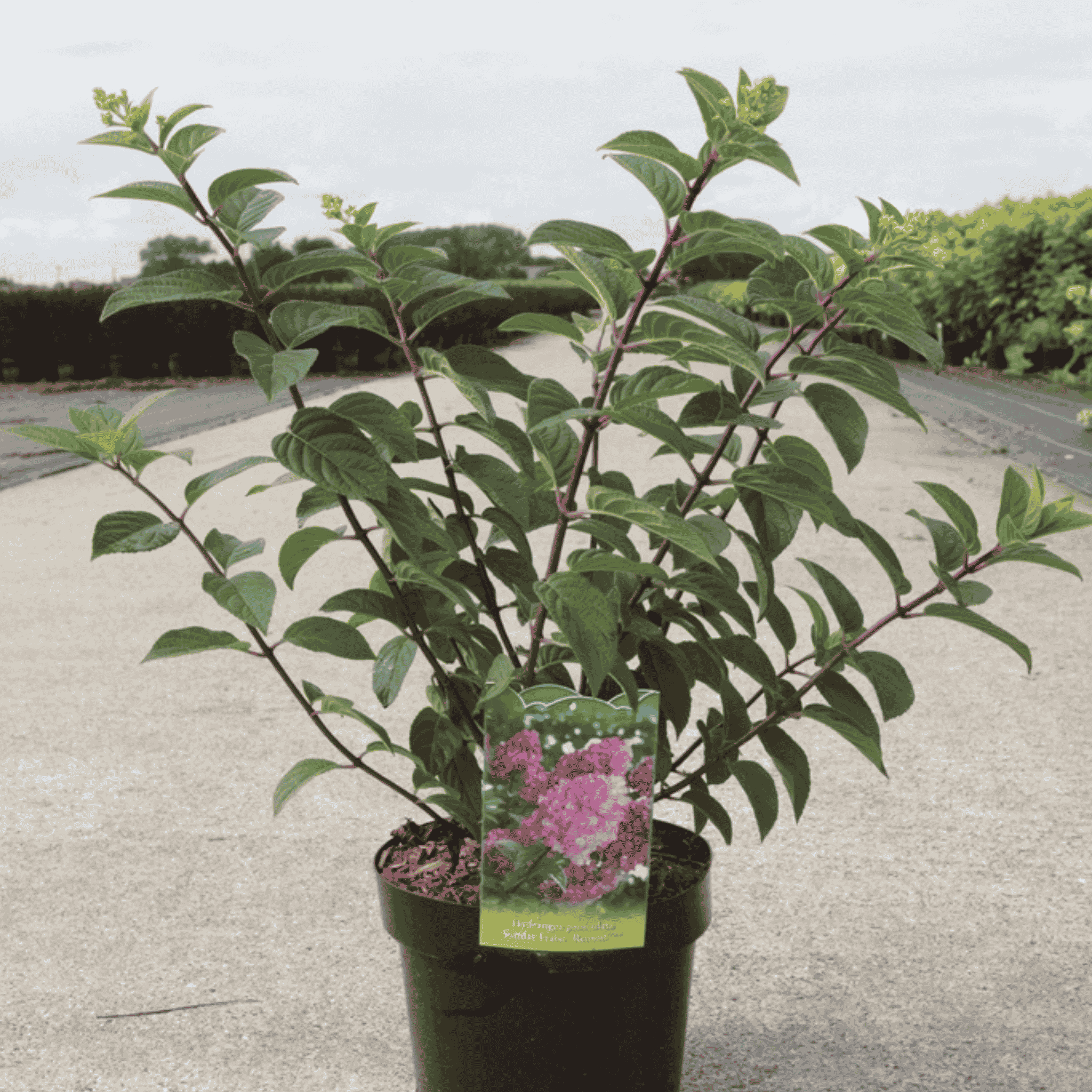 Hydrangea paniculata SUNDAE FRAISE 3 litre plant with healthy green foliage before flowering