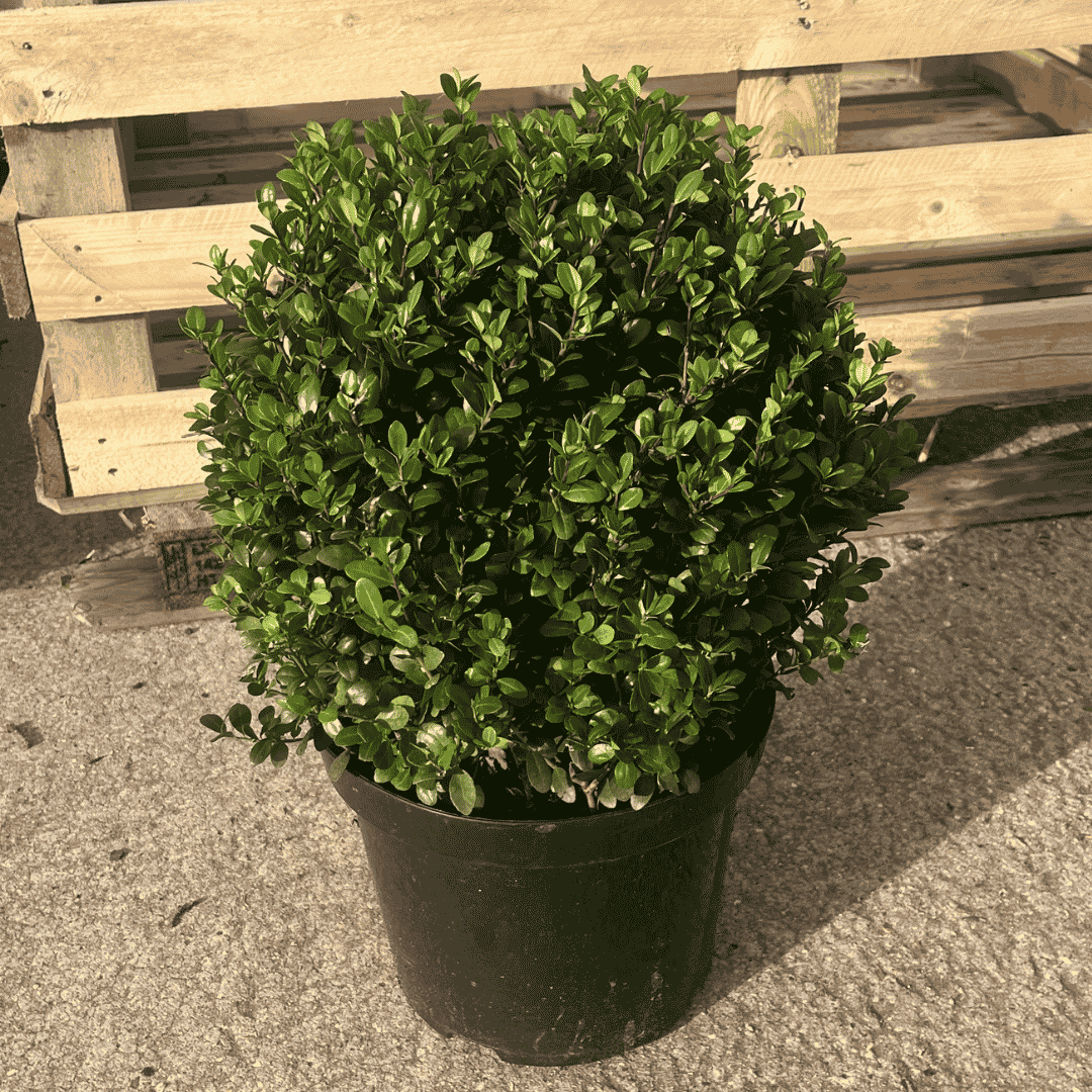 A dense, rounded green topiary-style shrub in a black nursery pot, photographed outdoors against a wooden pallet and concrete ground.
