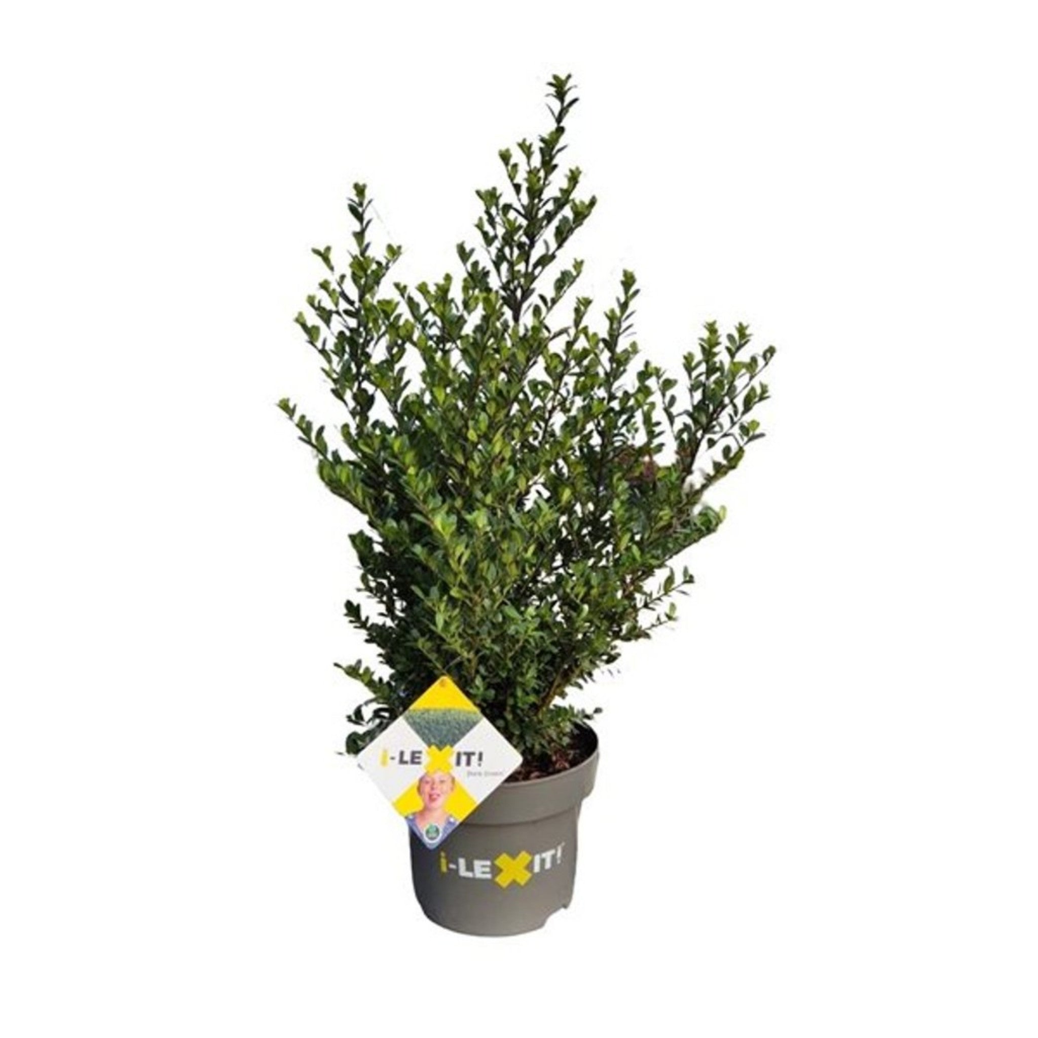 Close-up of dense glossy Ilex crenata ‘Dark Green’ in a pot, a compact evergreen shrub ideal for low hedging.