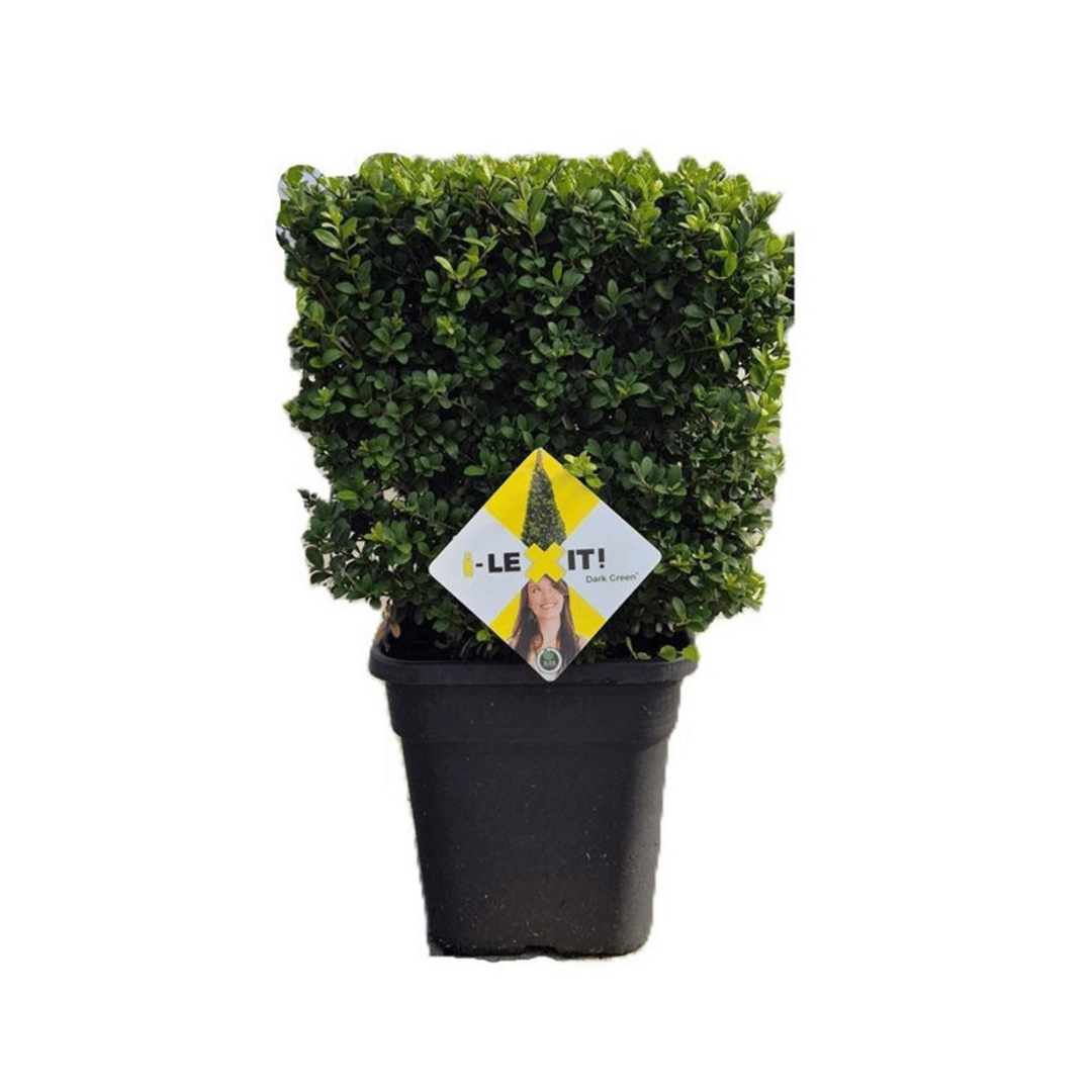 A small, neatly trimmed green buxus looking topiary in a black plastic nursery pot, featuring a yellow and white diamond-shaped Ilex crenata 'Dark Green' plant tag.