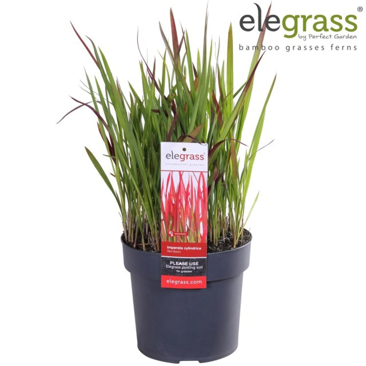 Imperata cylindrica ‘Red Baron’