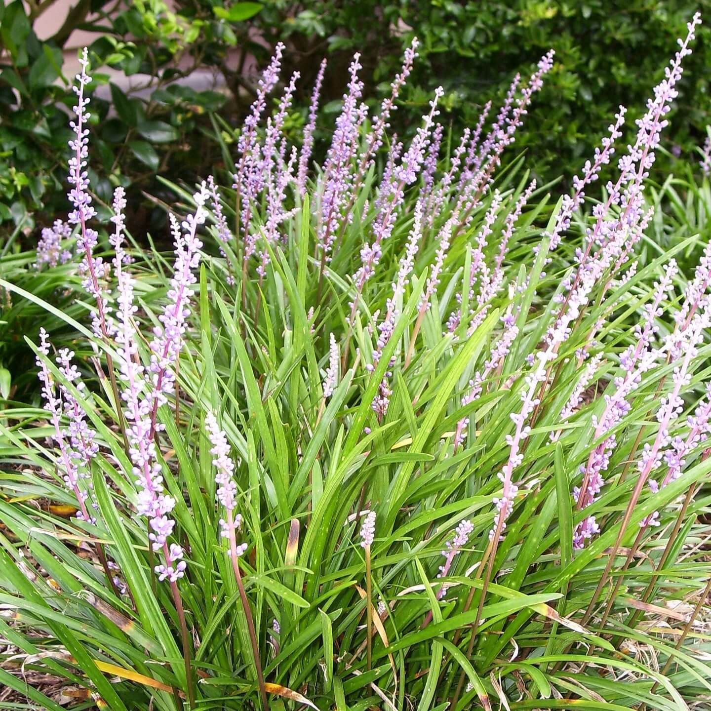 Close-up of Liriope muscari ‘Ingwersen’ with soft violet-purple flower spikes above arching dark green grass-like foliage.