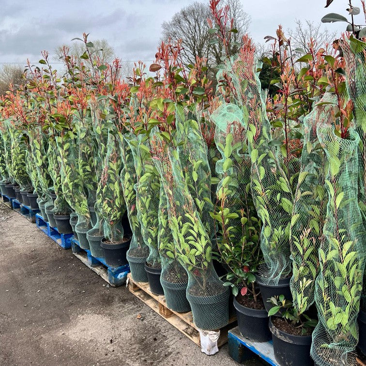 Photinia 'Red Robin' plants grown for trade supply, ideal for hedging, screening and landscaping projects.