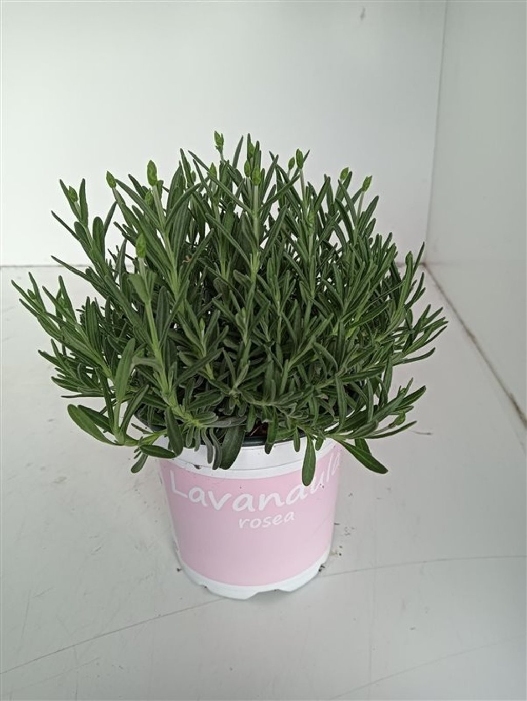 Lavandula angustifolia 'Rosea', Pink english lavender