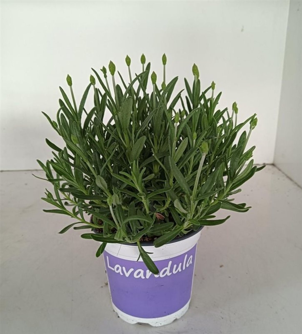 Lavender Hidcote, Mediterranean style garden plant