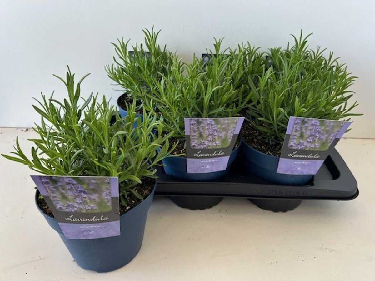tray of 6 english lavender plants (lavender munstead) 
