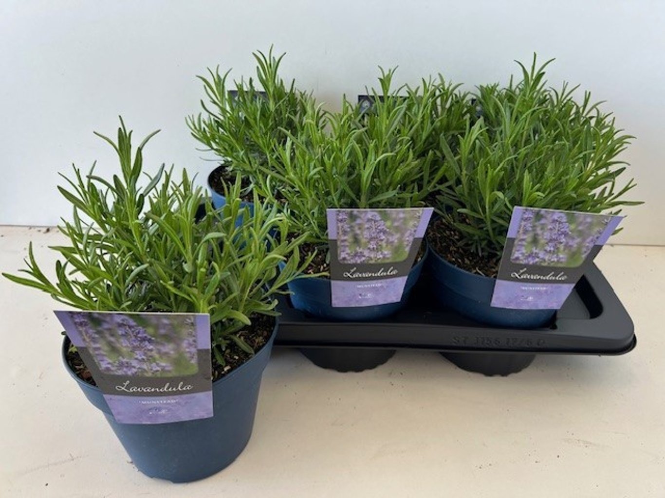 tray of 6 english lavender plants (lavender munstead) 