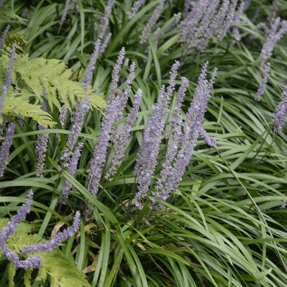 Close-up of Liriope muscari ‘Big Blue’ with rich violet-purple flower spikes rising above arching dark green grass-like foliage.