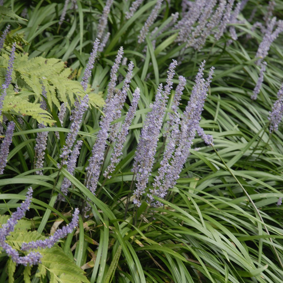 Close-up of Liriope muscari ‘Big Blue’ with rich violet-purple flower spikes rising above arching dark green grass-like foliage.