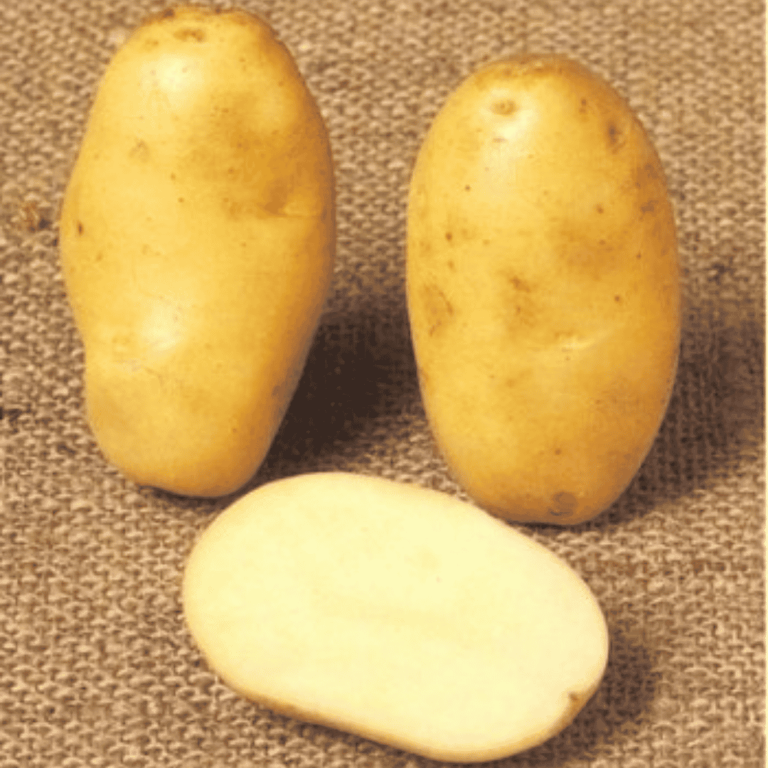 Maris Peer Seed Potatoes – 2kg Bag