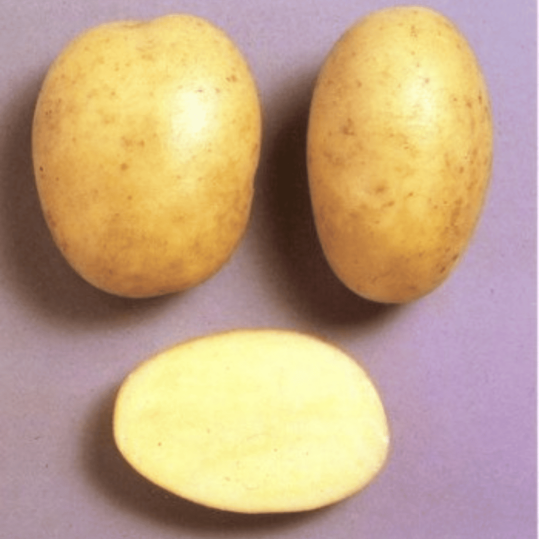 Maris Piper Seed Potatoes – 2kg Bag