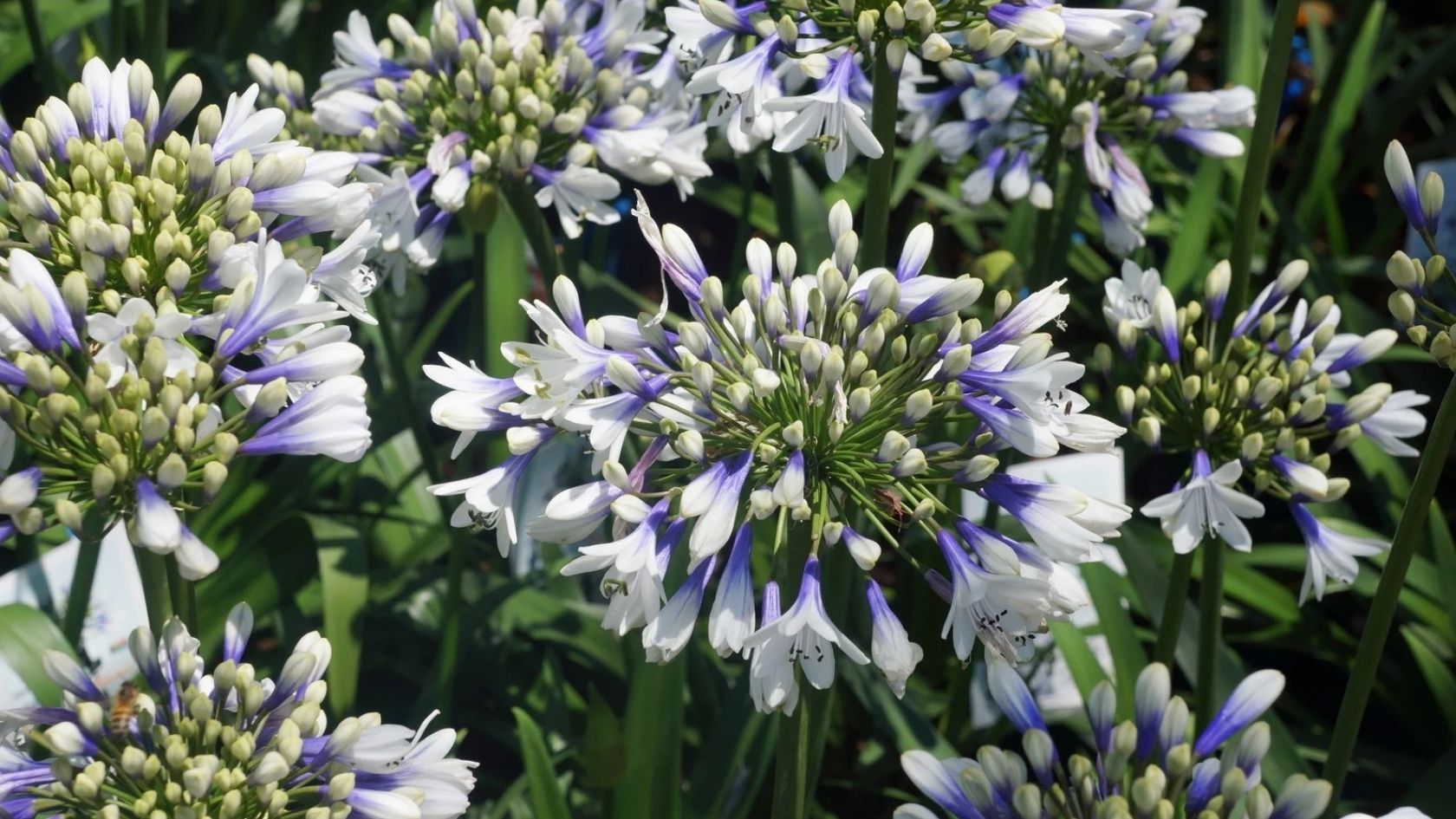 Close up of beautiful bicolour agapanthus flowerheads that are blue and white with lush green strap like foliage.
