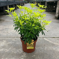 A potted green plant with bright yellow-green leaves in a brown nursery pot, standing on a concrete surface in an outdoor greenhouse or nursery setting.