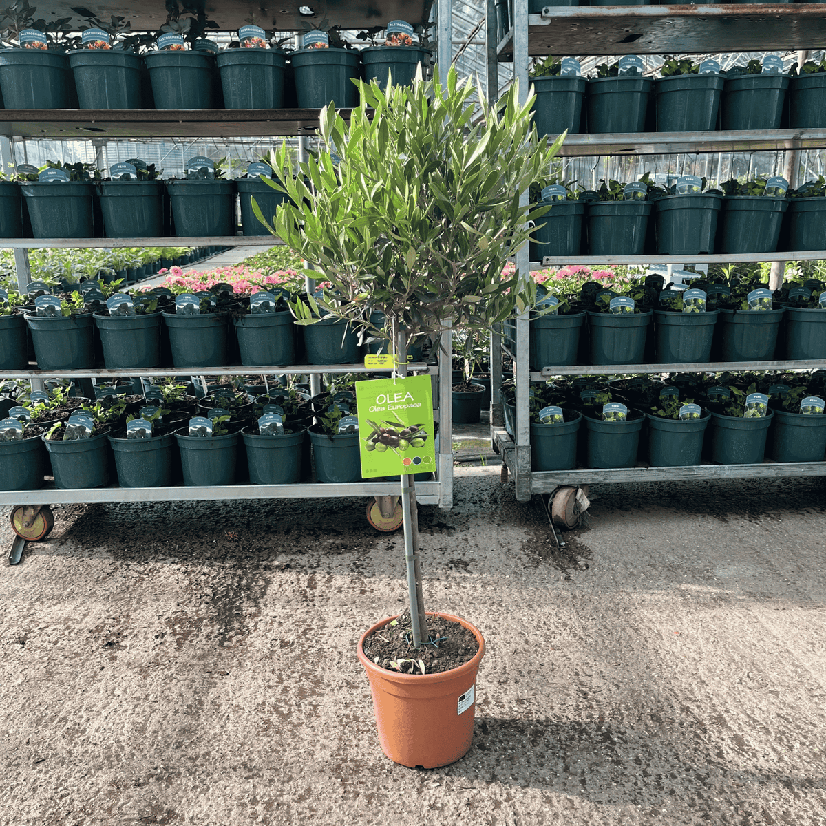 Olea europaea Olive Tree with silvery-green evergreen foliage, 50cm clear stem and overall height of 100–110cm including the pot.