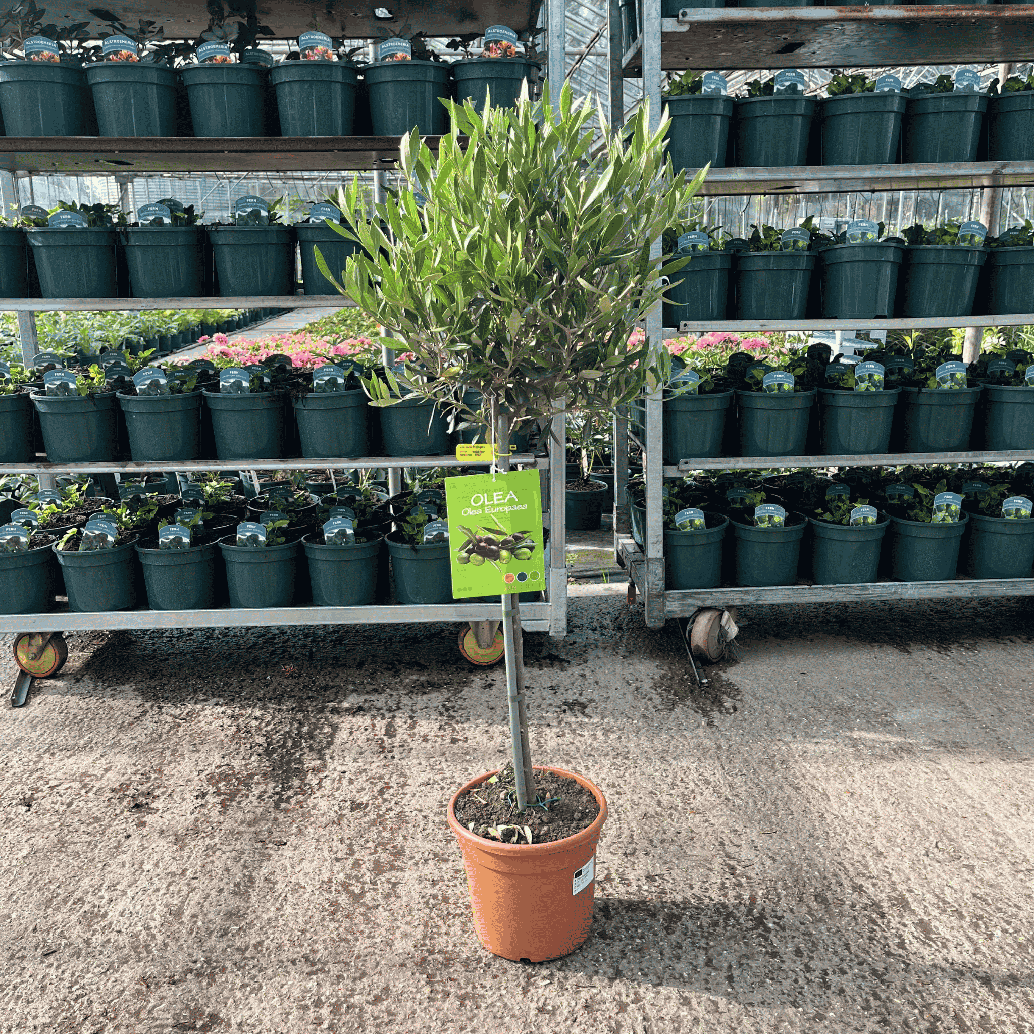 Olea europaea Olive Tree with silvery-green evergreen foliage, 50cm clear stem and overall height of 100–110cm including the pot.