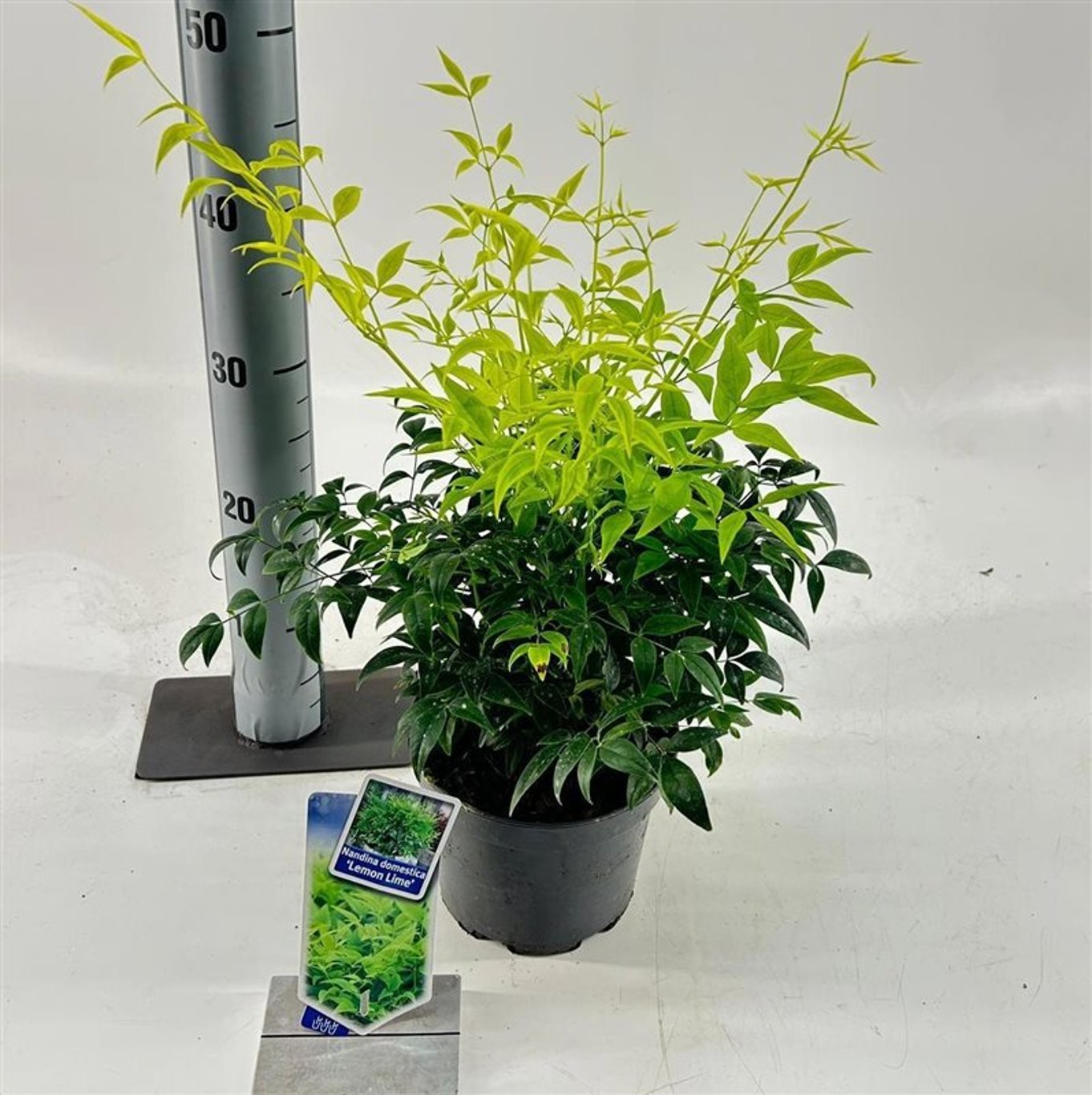 Nandina domestica Magical Lemon and Lime