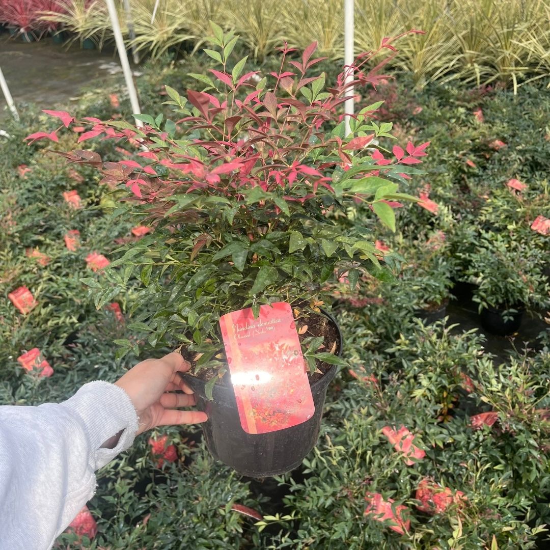 Close-up of red new leaves on Nandina domestica ‘Obsessed’