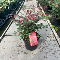 Nandina domestica ‘Obsessed’ compact evergreen shrub in a nursery pot