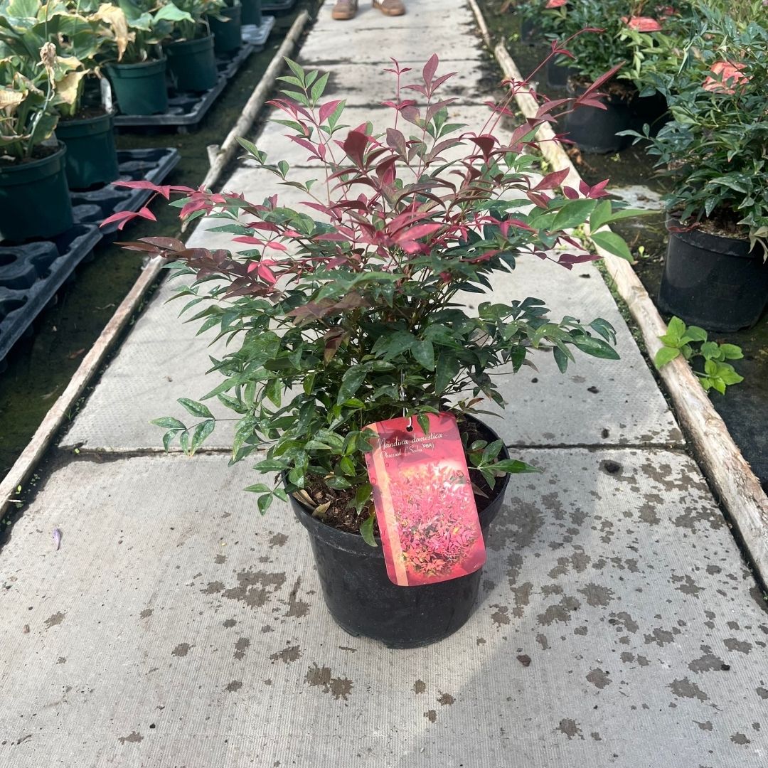 Nandina domestica ‘Obsessed’ compact evergreen shrub in a nursery pot