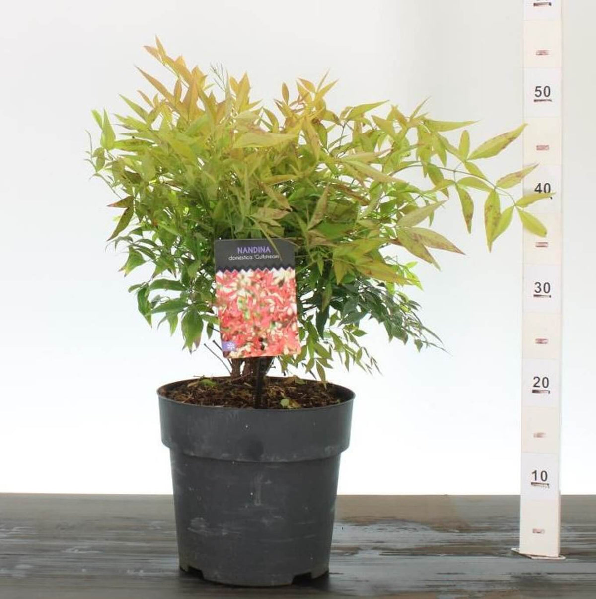 Close-up of Nandina ‘Gulf Stream’ with colourful evergreen foliage in shades of green, bronze, orange, and red.