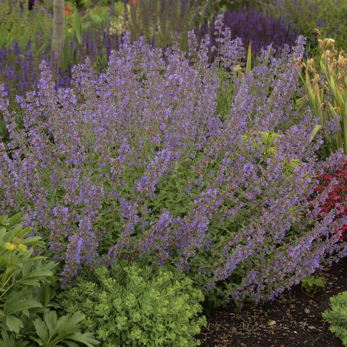 Mediterranean blue flowering low growing perennial 
