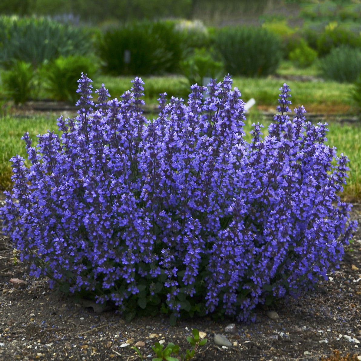 Low growing blue flowering perennial in a garden border 