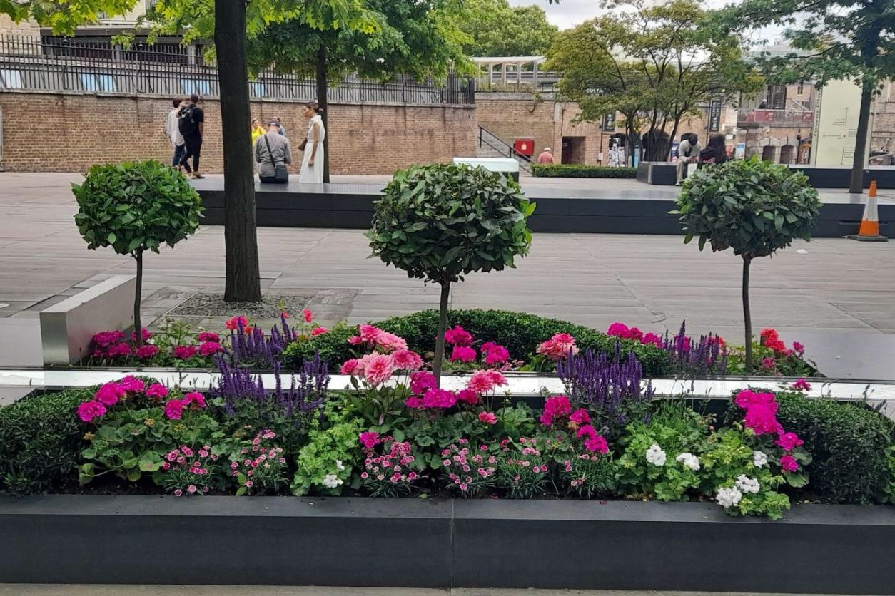Seasonal commercial planting display supplied by Plants Galore Online, featuring standard bay trees, vibrant pink geraniums, dahlias and salvia in a bespoke landscape scheme for a corporate outdoor space.