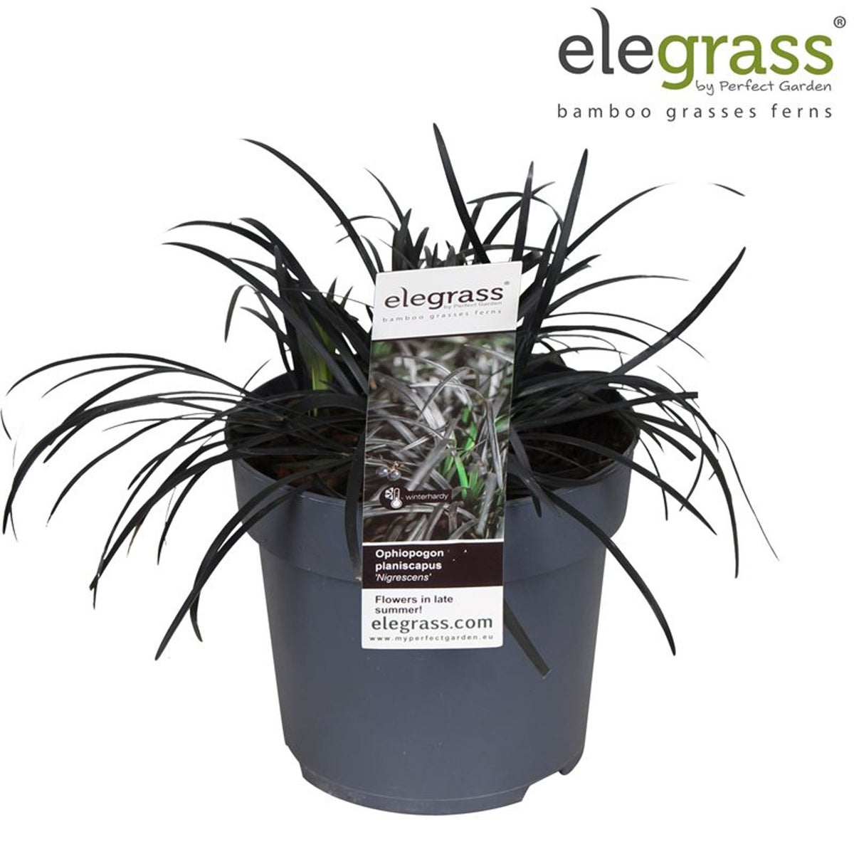 Ophiopogon planiscapus ‘Nigrescens’
