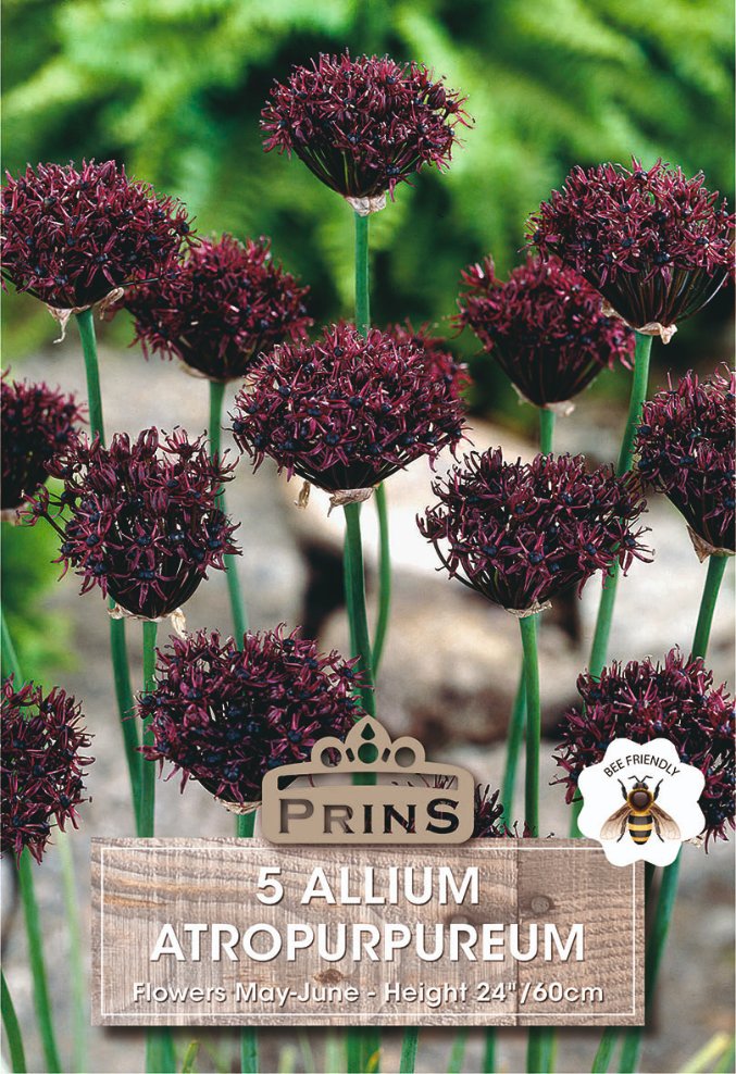 Allium Atropurpureum – 5 Bulbs