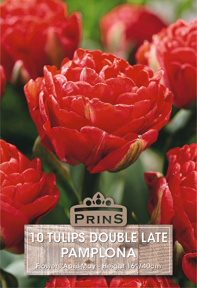Tulip Pamplona – 10 Bulbs