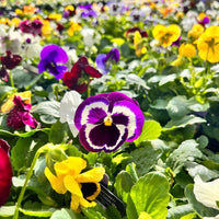 Mixed Pansy Plants 6 Pack | Autumn & Winter Bedding