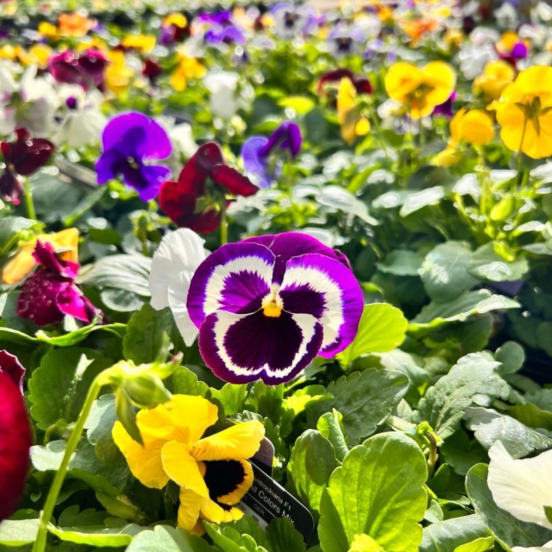 Mixed Pansy Plants 6 Pack | Autumn & Winter Bedding