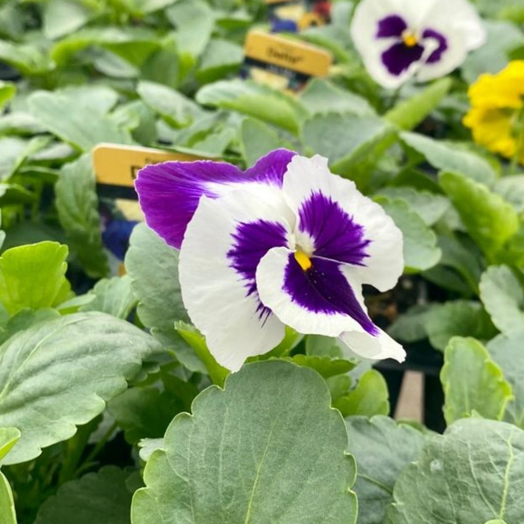 Mixed Pansy Plants 6 Pack | Autumn & Winter Bedding