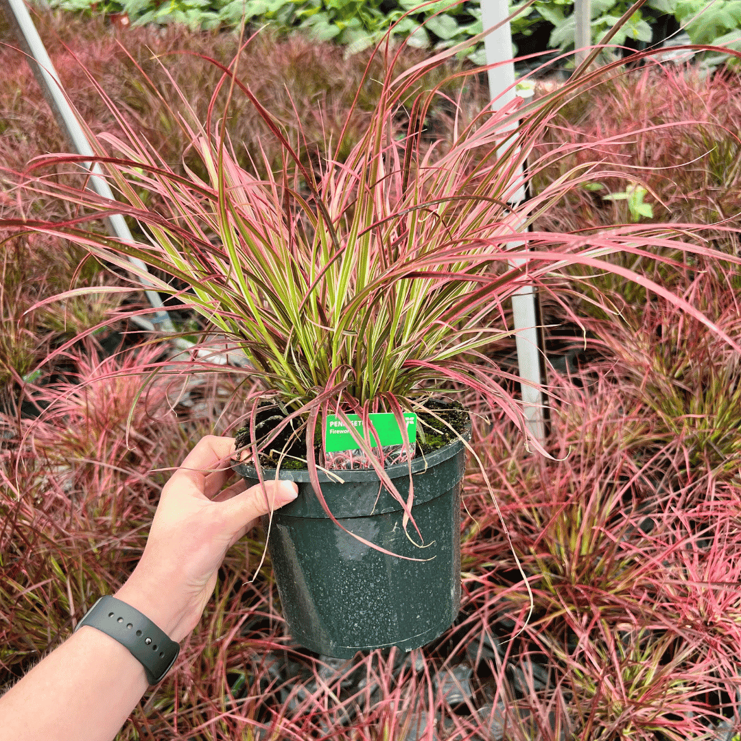 Close-up of Pennisetum ‘Fireworks’ with arching variegated foliage in shades of green, cream, pink, and burgundy.