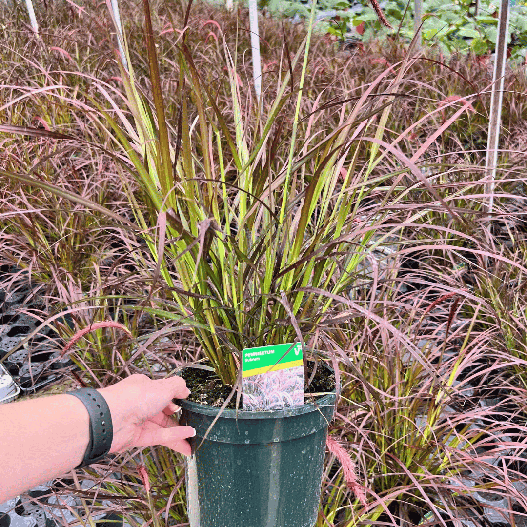 Close-up of Pennisetum ‘Rubrum’ with elegant arching burgundy-purple foliage and soft feathery flower plumes.