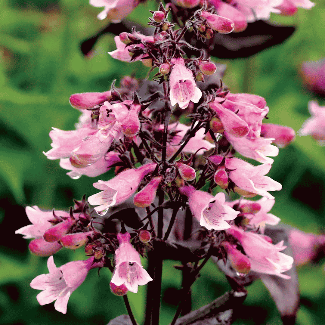Penstemon Dakota Burgundy – Burgundy Foliage Penstemon