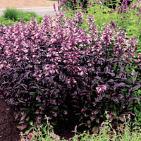 Penstemon Dakota Burgundy – Burgundy Foliage Penstemon