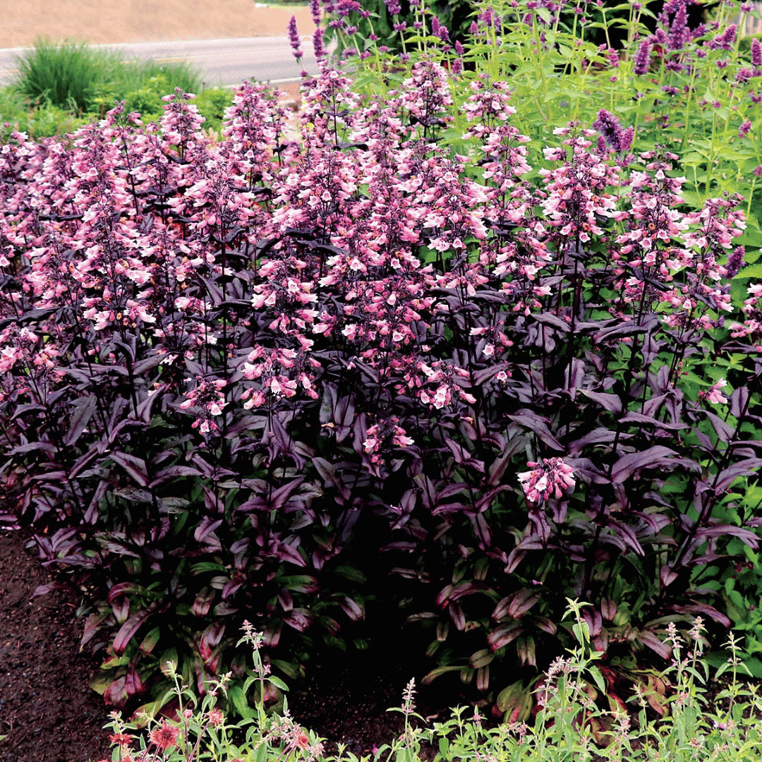 Penstemon Dakota Burgundy – Burgundy Foliage Penstemon