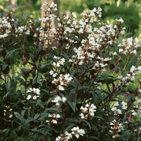 A close-up of a flowering plant with clusters of small white flowers and dark green to burgundy leaves, photographed in a garden setting with blurred greenery in the background.