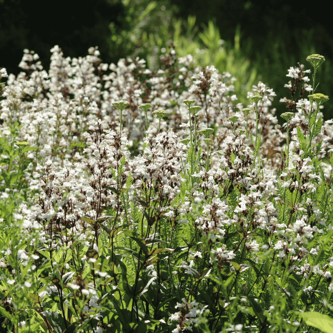 A dense patch of white flowers with green stems and leaves growing in a sunlit garden or field.