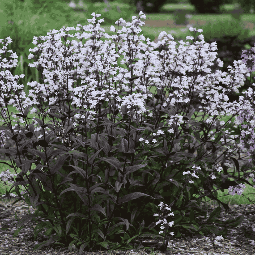 A dense flowering plant with many small white flowers and dark green to near-black leaves, growing in a garden bed with mulch and blurred greenery in the background.