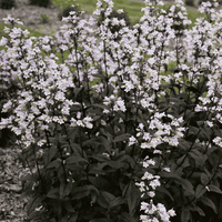 close up of near black foliage with delicate floaty white blooms.