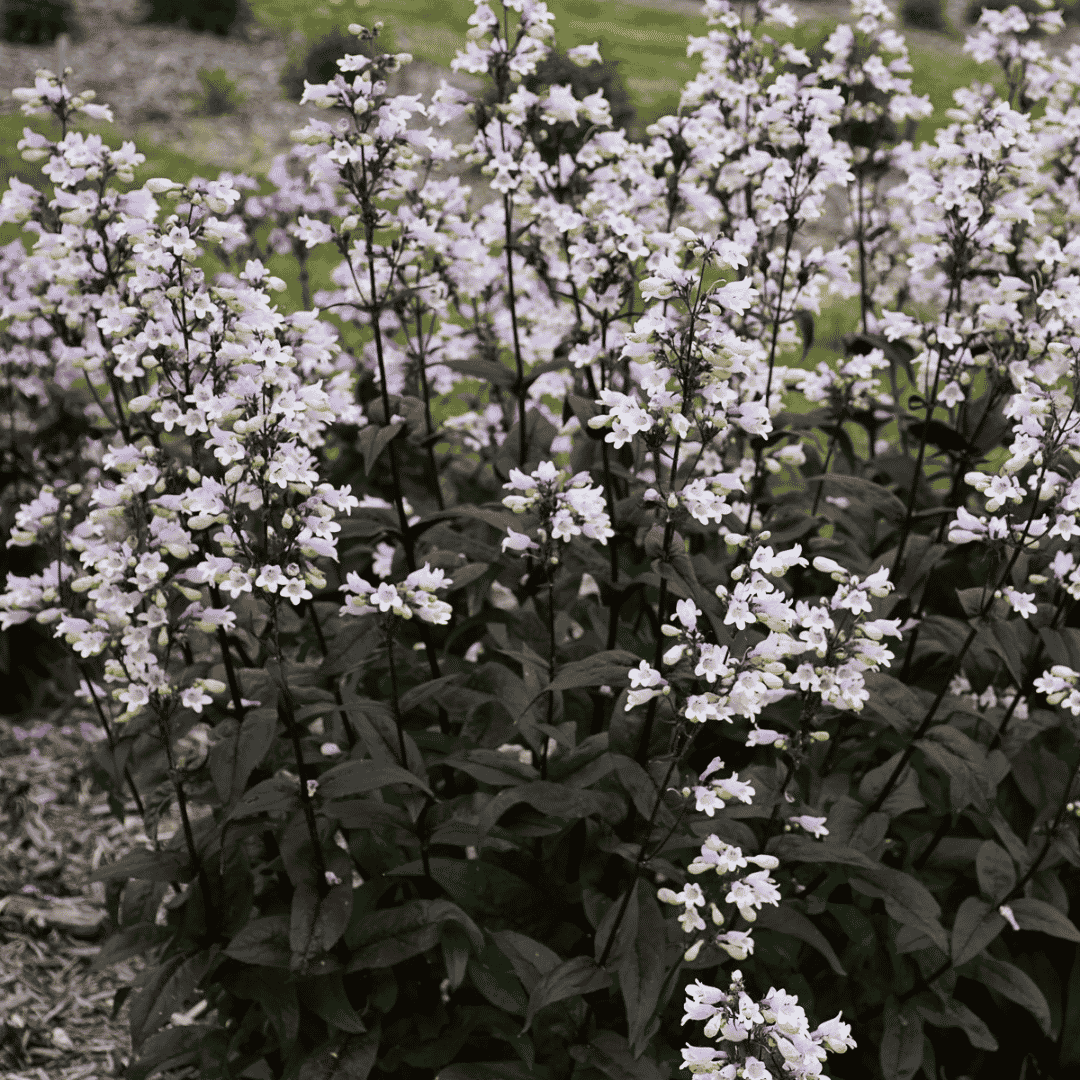 close up of near black foliage with delicate floaty white blooms.