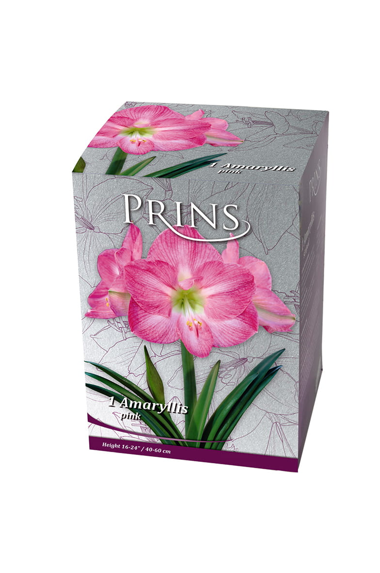 A giift box with a pink amaryllis bulb inside with a photo of flowering bulb on the box.
