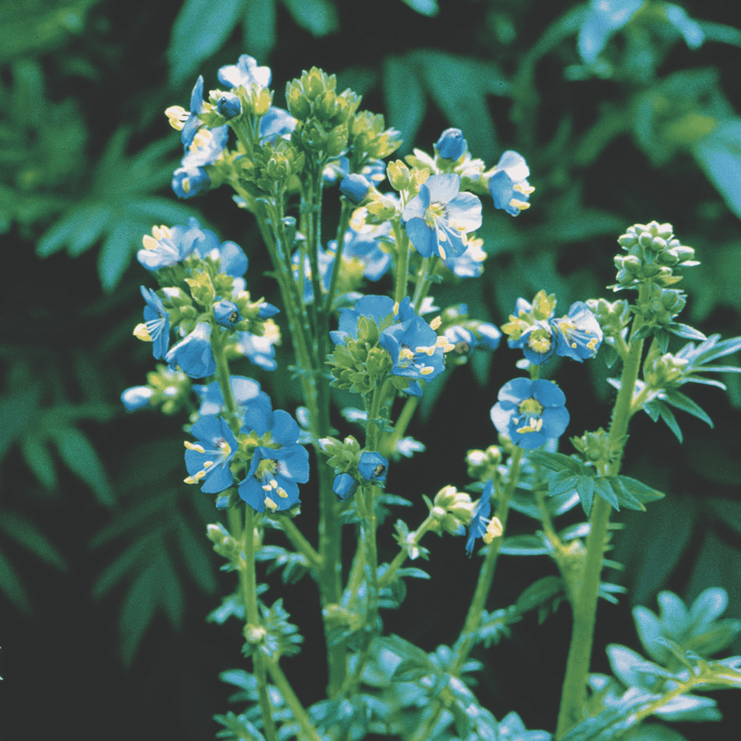 Blue flowers with yellow centers and green stems growing among dark green leaves in a garden setting.