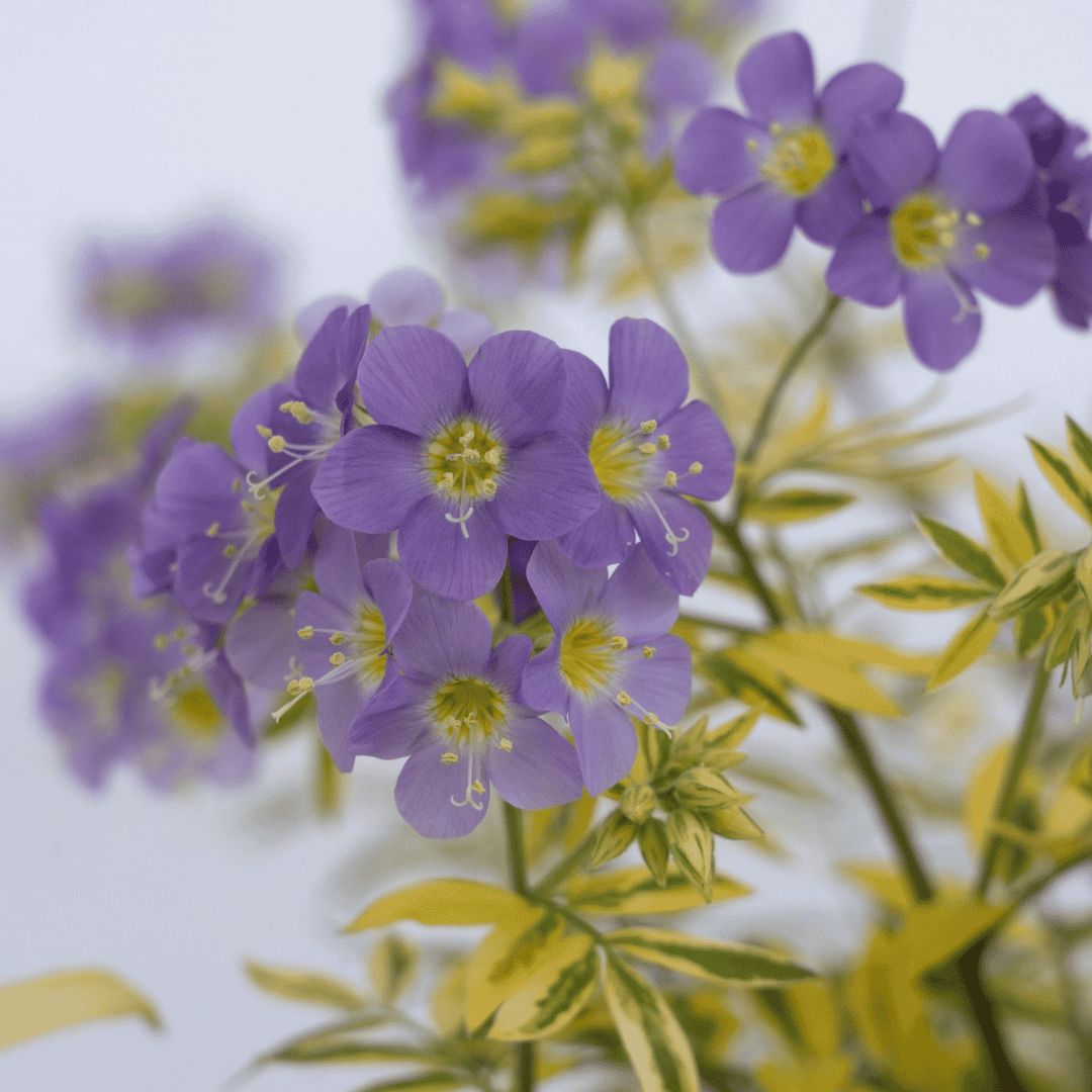 Purple flowers with yellow centers and variegated green and yellow leaves on a light background.