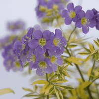Purple flowers with yellow centers and variegated green and yellow leaves on a light background.