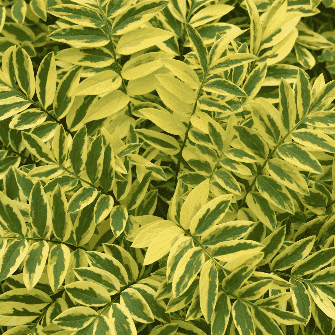 Close-up of variegated green and yellow ornamental foliage with narrow, elongated leaves filling the frame.