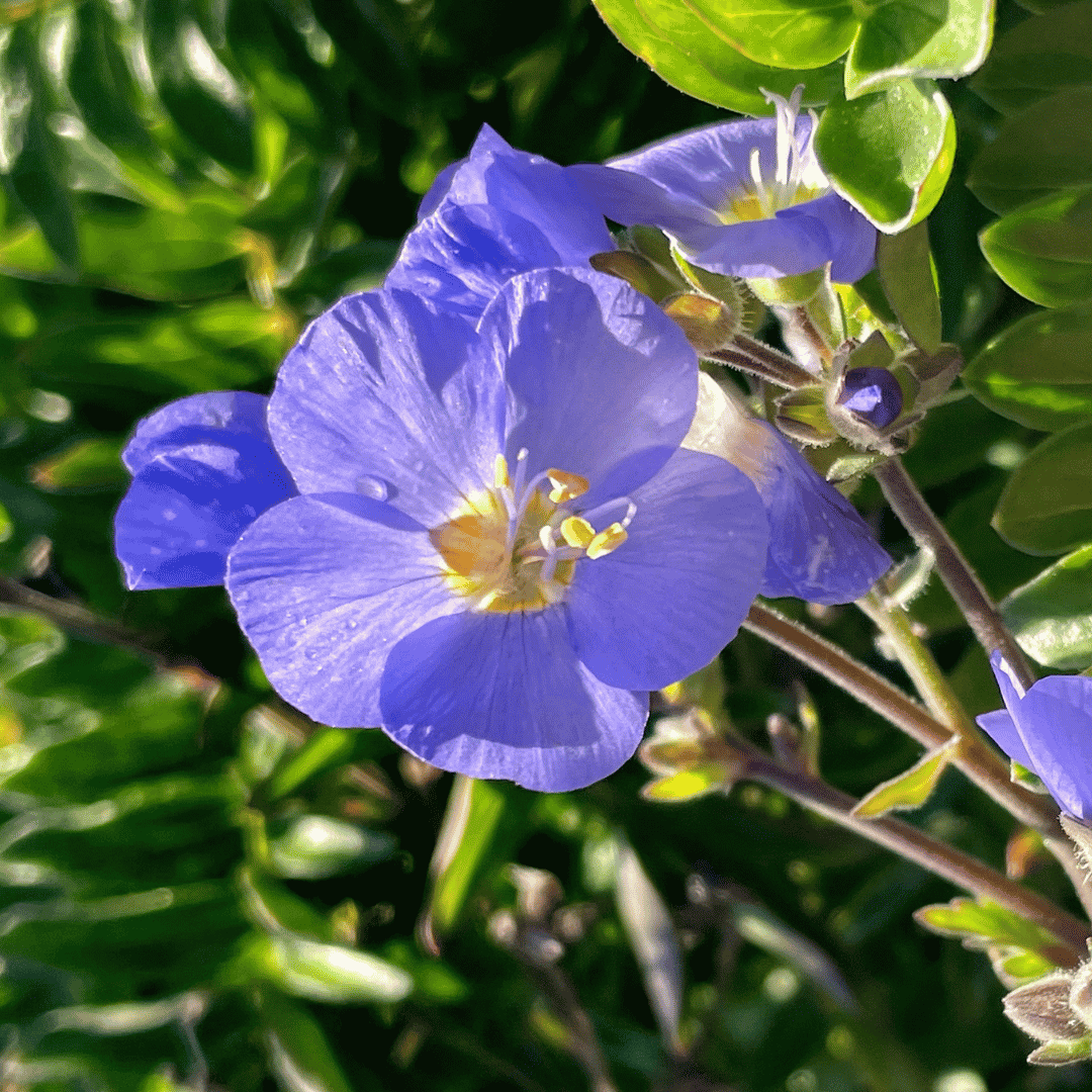 A close-up of a blue flower with five petals, a yellow center, and green leaves in the background.