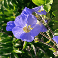 A close-up of a blue flower with five petals, a yellow center, and green leaves in the background.